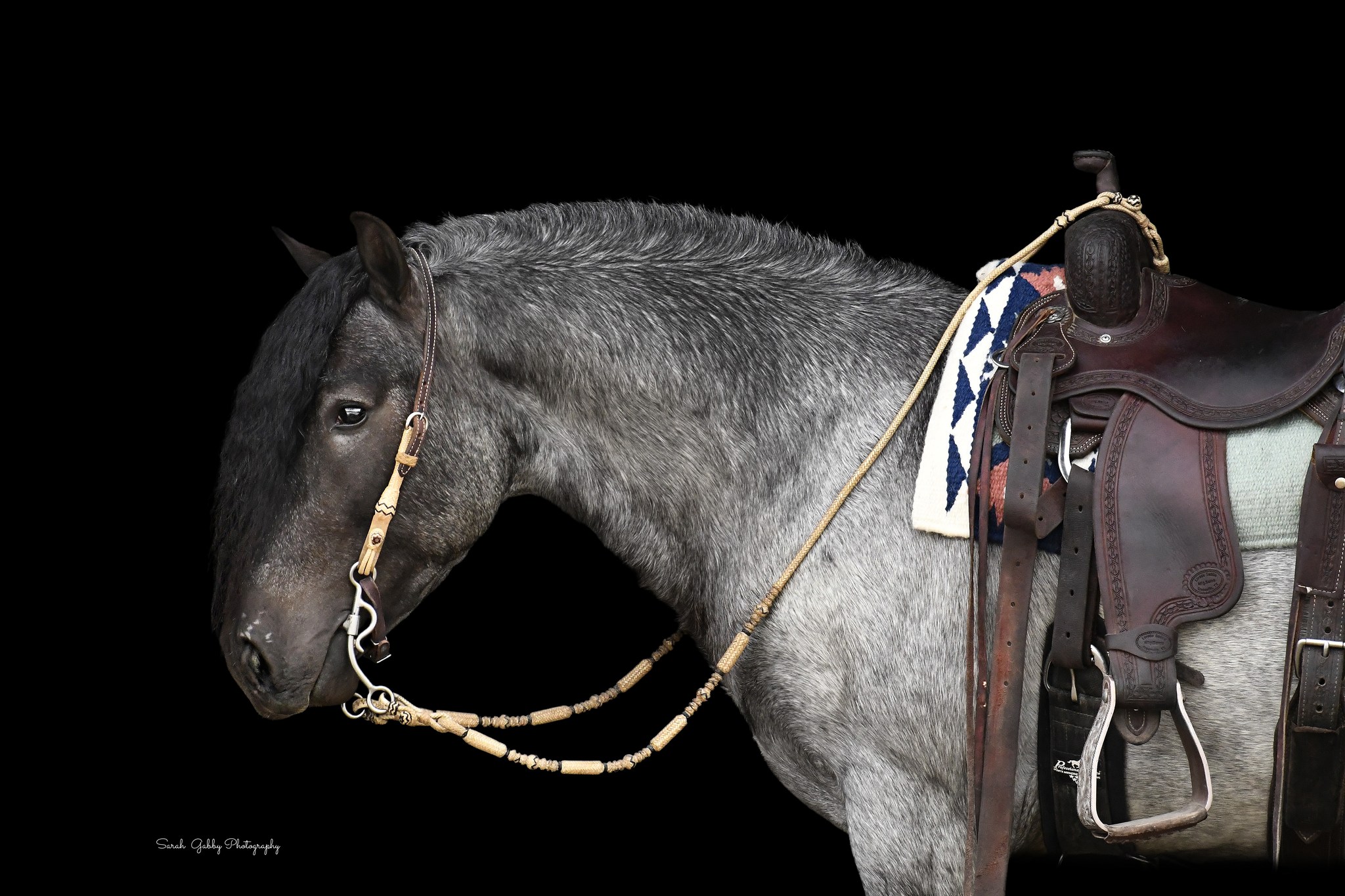 Blue Roan Gypsy Horses